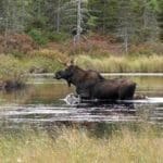 Bull Moose