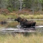Moose-300×2251.jpg