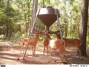 Whitetail Deer Feeding at Spring Feeder