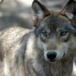 gI_129295_wolf-A