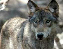 Michigan Timber Wolf