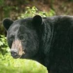 Black-Bear-Hunting-Bears