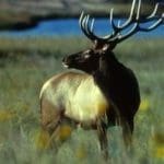 Bull Elk – Hunting Magazine Online