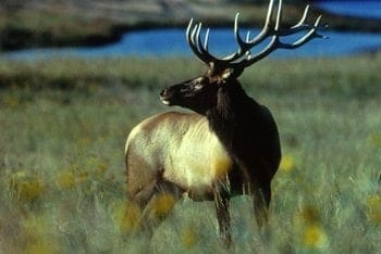 Trophy Bull Elk