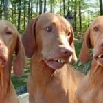 HillbillyHuntingDogs1