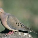 Mourning Dove