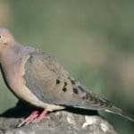 Mourning Dove