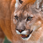 cougar hunting