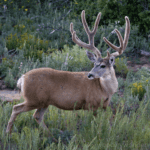 Trophy Mule Deer