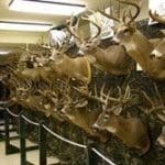 gI_129163_NHFDs Big Buck Display