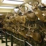 gI_129163_NHFDs Big Buck Display