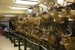 National Hunting and Fishing Days trophy bucks