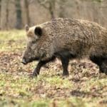 wild boar hunting