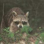 Raccoon Hunting
