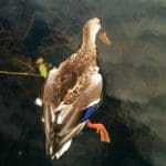 Dead Duck 1