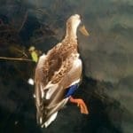 Dead Duck 1