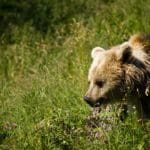 brown-bear-1bg
