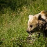 brown-bear-1bg