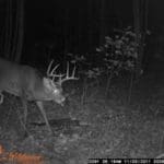 White-tail Buck on Trail Cam