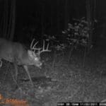 White-tail-Buck-on-Trail-Cam-260×2601.jpg