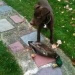My Little Duck Hunting Puppy in Training – Rex