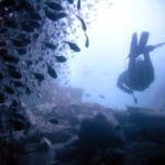 spearfishing scuba diver