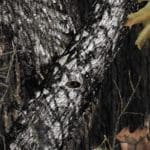 Mossy Oak Breakup – Hunting Magazine