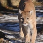 Cougars
