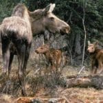 Moose_cow_with_two_calves-2