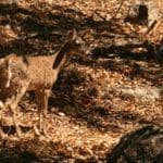 whitetail deer