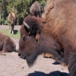 Bison-Herd-1