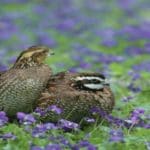 Northern_bobwhite_quail