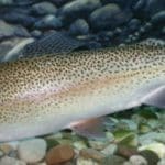 Rainbow_trout