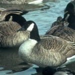 Canada_Geese-w
