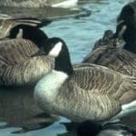Canada_Geese-w1-300×1991.jpg