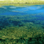 Eurasian_Watermilfoil