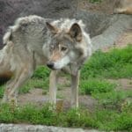 Wolf Hunting