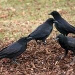 crows