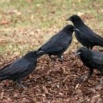 crows2-300×2001.jpg