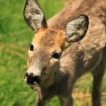 Parcul de Animale – “Moara de Vant”