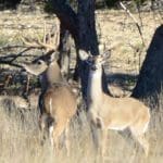 Trophy Whitetail