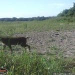 Trail Camera Coverage by Teri Woodrum