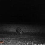 Trail Camera Coverage by Teri Woodrum