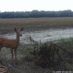 Trail Camera Coverage by Teri Woodrum