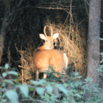 White-tail Spike Buck  |  Photographer: Gary Reece