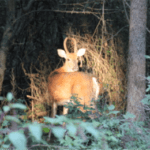 37156_spikeinmorning-260×2601.png