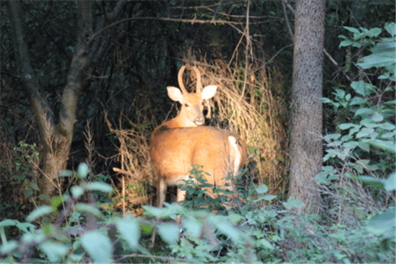 White-tail Spike Buck | Photographer: Gary Reece