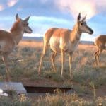 Antelope hunting