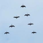Canada-Goose—W