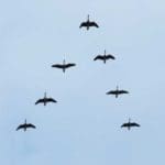 Canada-Goose-W-260×2601.jpg